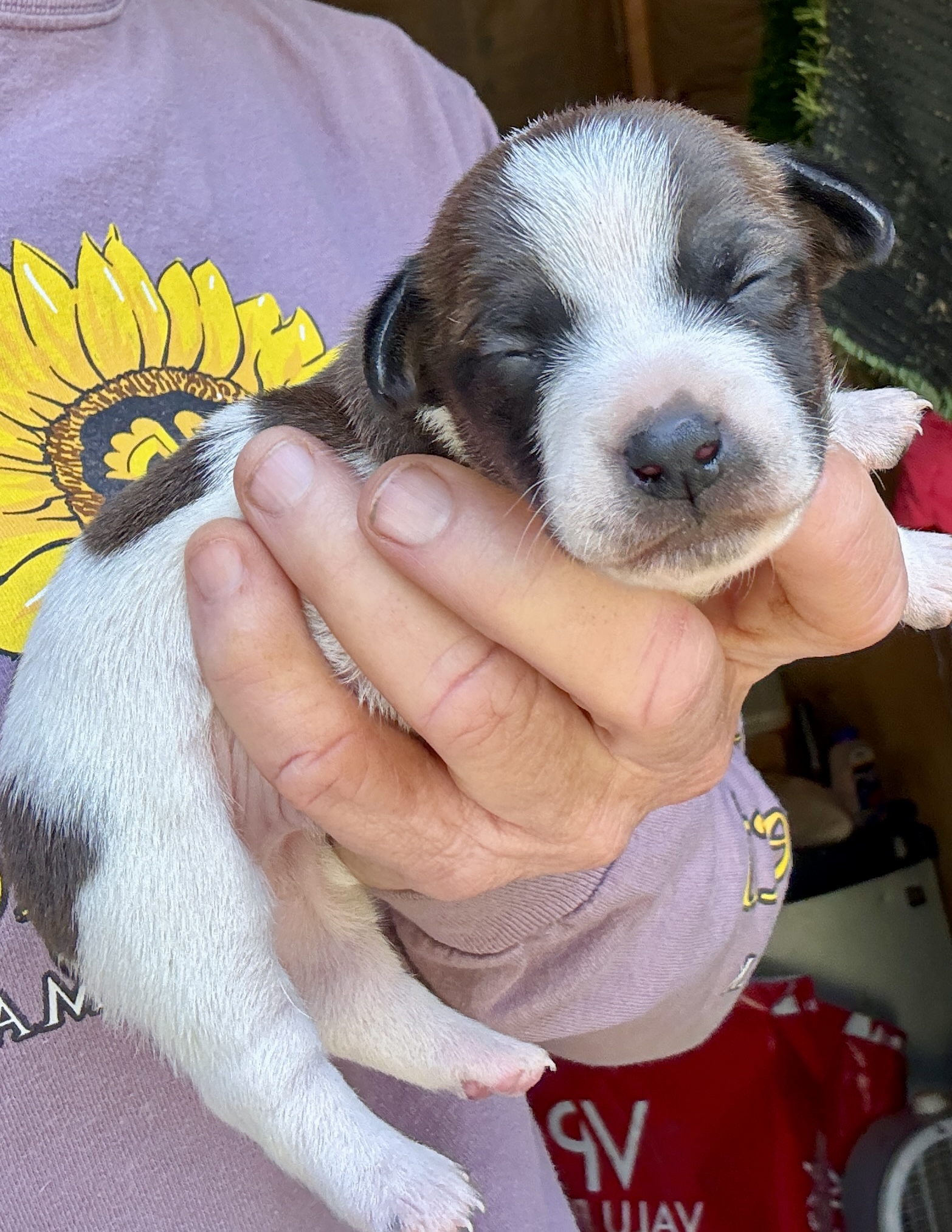 Shorty Jack Male – SOLD