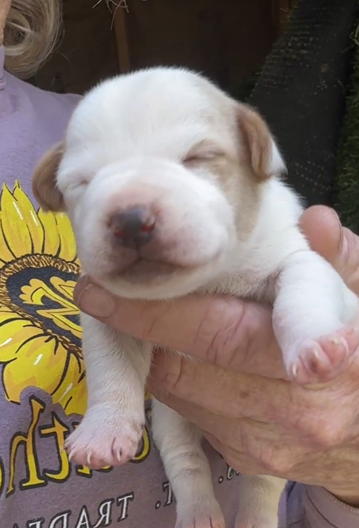 Shorty Jack Female Lemon and White SOLD