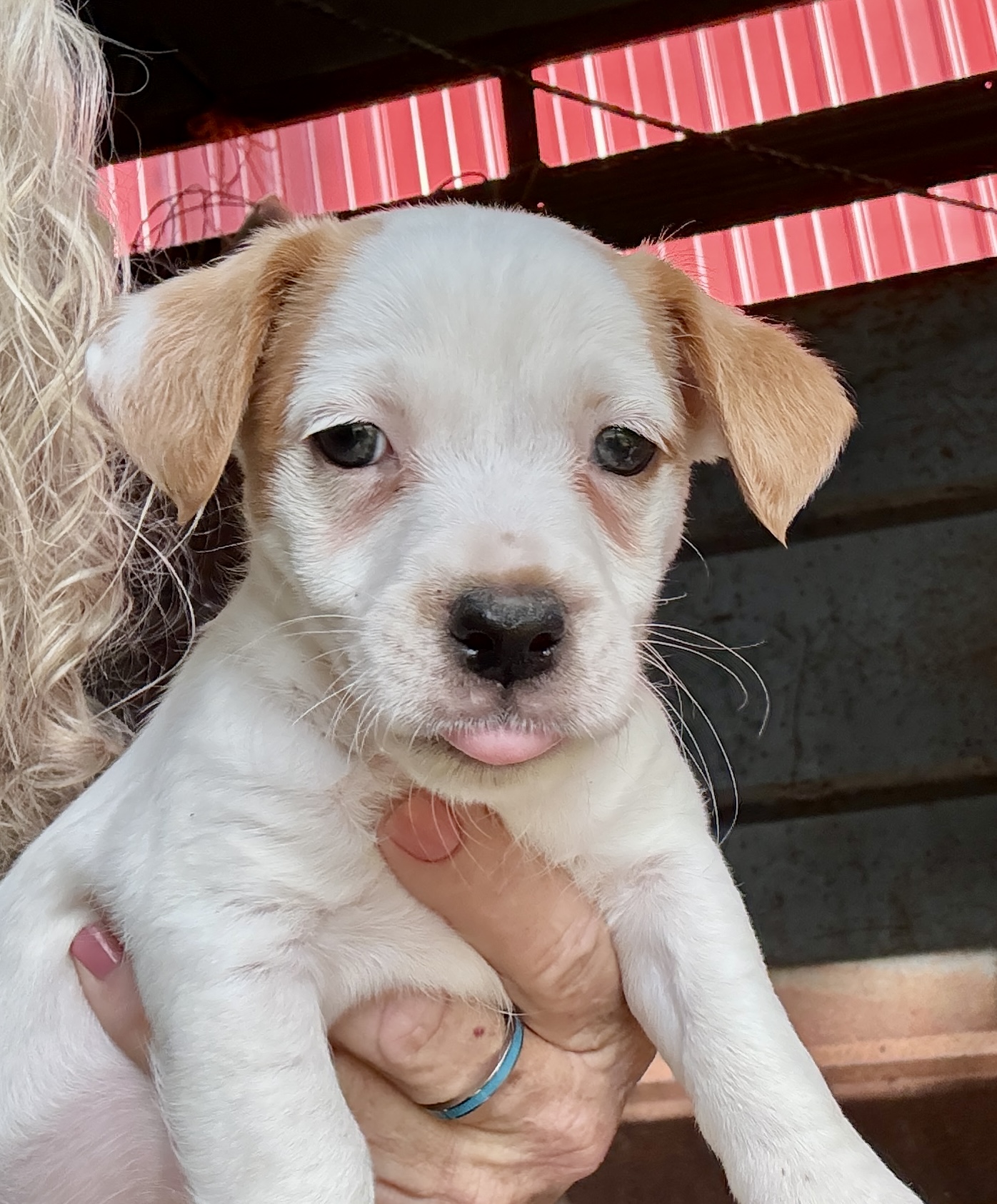 Shorty Jack Male